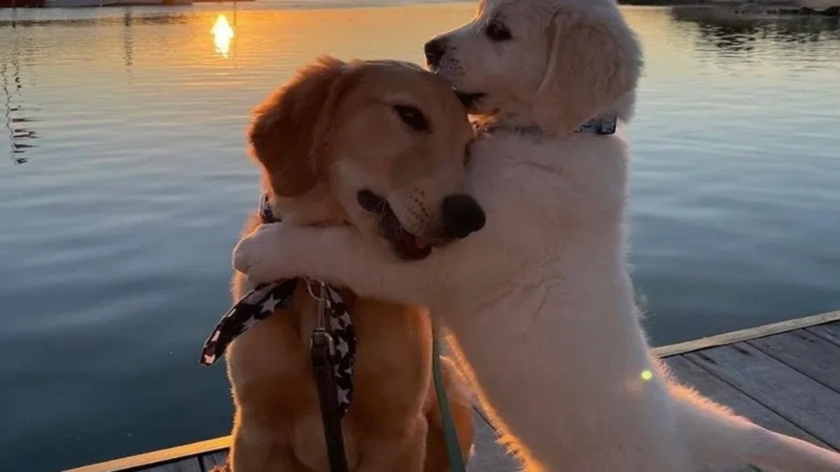 L'étreinte émouvante d'un chiot pour un chien âgé triste, une scène poignante