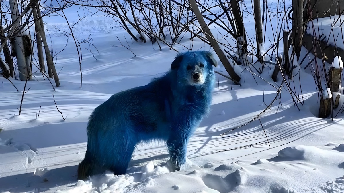 Le mystère des étranges chiens bleus vif, sont-ils radioactifs ?