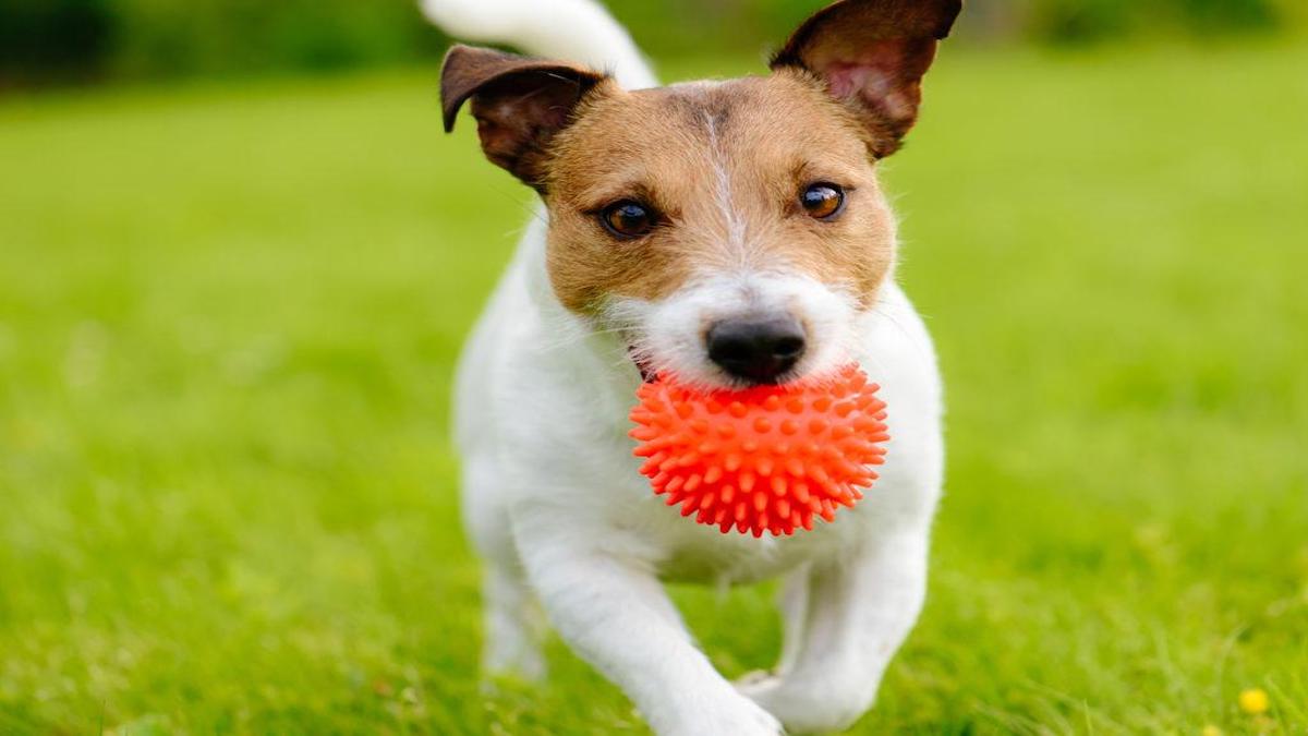 Le mystère révélé : pourquoi les chiens aiment et deviennent fous pour un balle