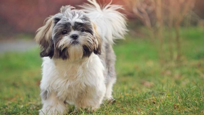 Les 5 races de chiens les plus désobéissantes : ils sont adorables, mais ils ne font pas attention à vous
