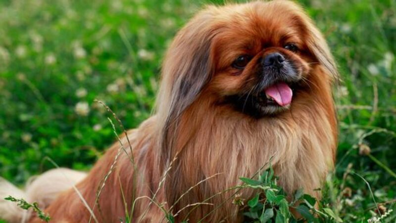 Les 5 races de chiens les plus désobéissantes : ils sont adorables, mais ils ne font pas attention à vous