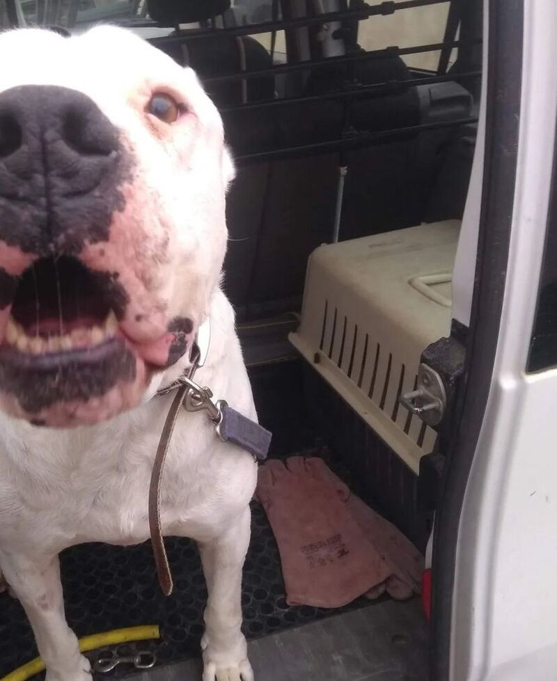Les adieux émouvants d'un vétérinaire à Zeus, un chien hospitalisé depuis huit ans