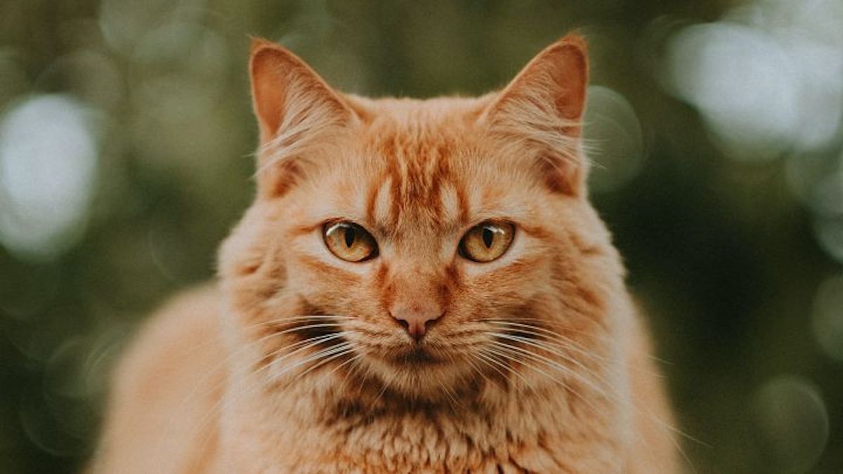Les astuces des chats pour protéger leur maison