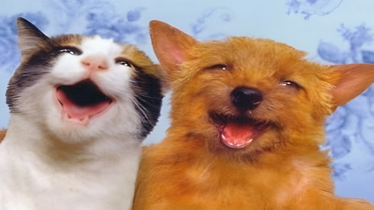 Les chats et les chiens peuvent-ils sourire ? Voici la réponse