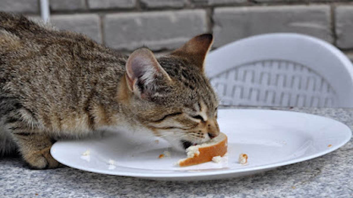 Les chats peuvent-ils manger du pain ? Un vétérinaire explique !