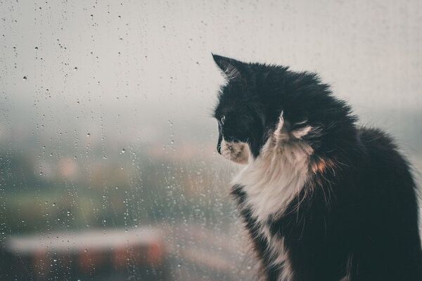 Les chats savent toujours quand il va se mettre à pleuvoir, les explications