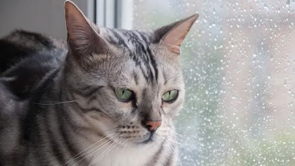 Les chats savent toujours quand il va se mettre à pleuvoir, les explications