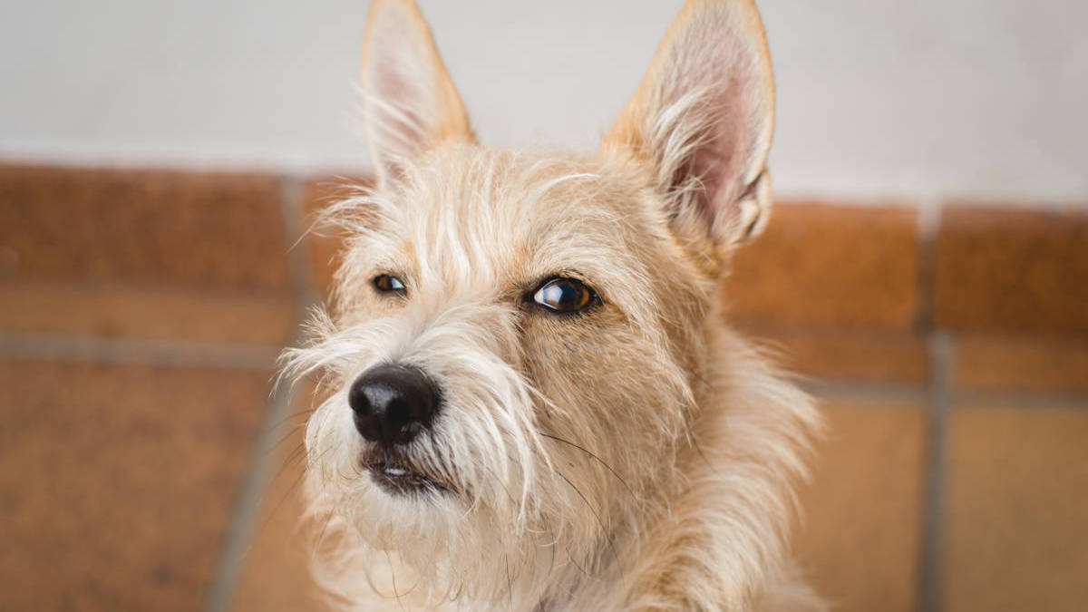 Les chiens savent quand les gens mentent et le montrent ainsi, selon une étude