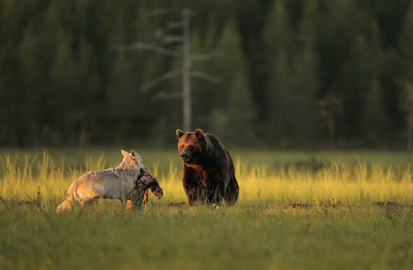 Les clichés de cette amitié improbable entre un ours et un loup touche le monde entier