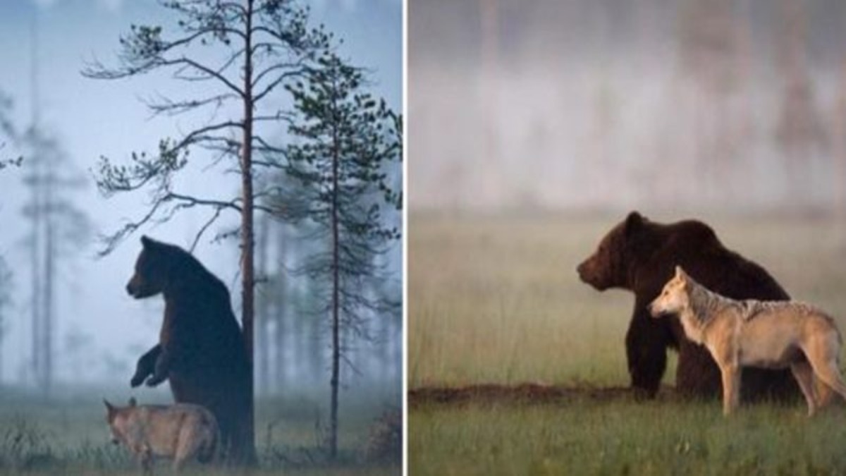Les clichés de cette amitié improbable entre un ours et un loup touche le monde entier