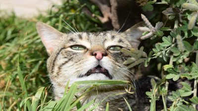 9 odeurs que votre chat déteste plus que tout