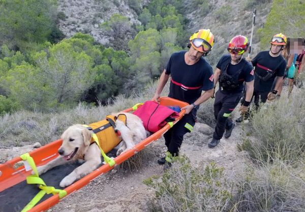 Les pompiers sauvent un chien golden retriever épuisé lors d'une promenade avec ses propriétaires