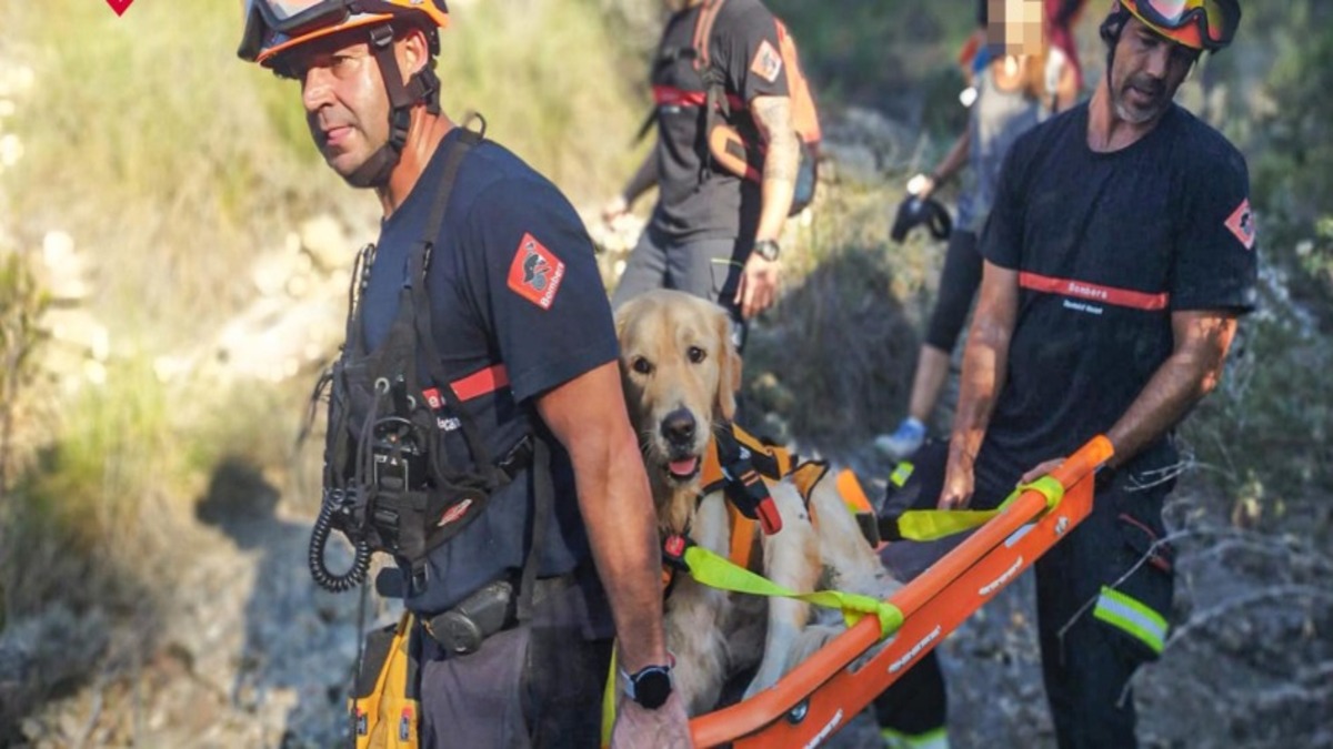 Les pompiers sauvent un chien golden retriever épuisé lors d'une promenade avec ses propriétaires