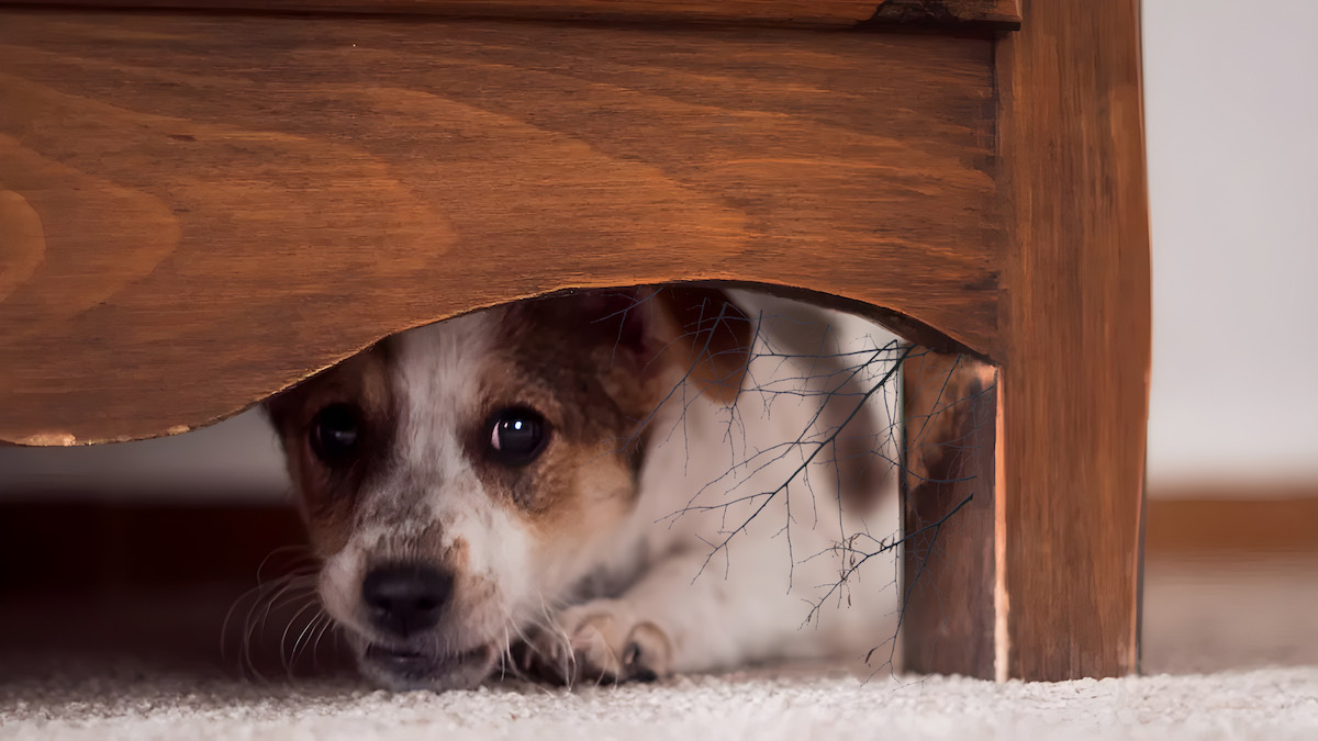 Les six meilleures façons d'aider un chien lorsqu'il est tétanisé par la peur