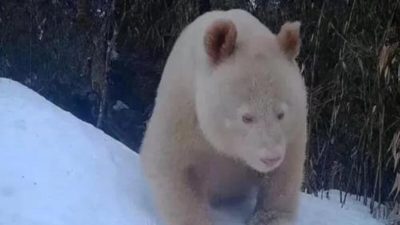 L'étonnante découverte du seul panda albinos au monde