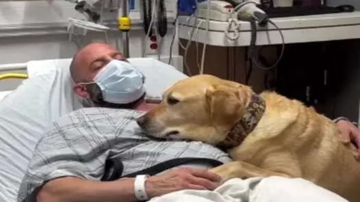 L'histoire de Magnus, le chien de thérapie qui accompagne son maître à l'hôpital