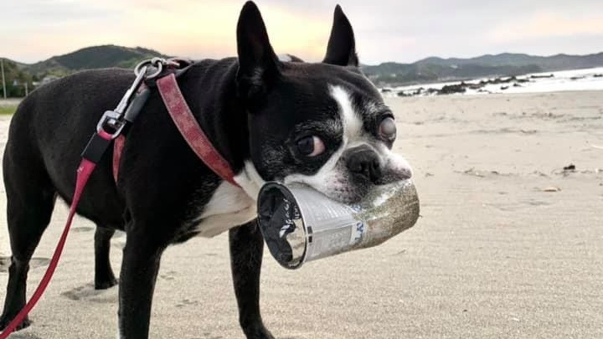 L'histoire touchante d'un chien qui a nettoyé la plage des déchets plastiques et qui a fait sensation !