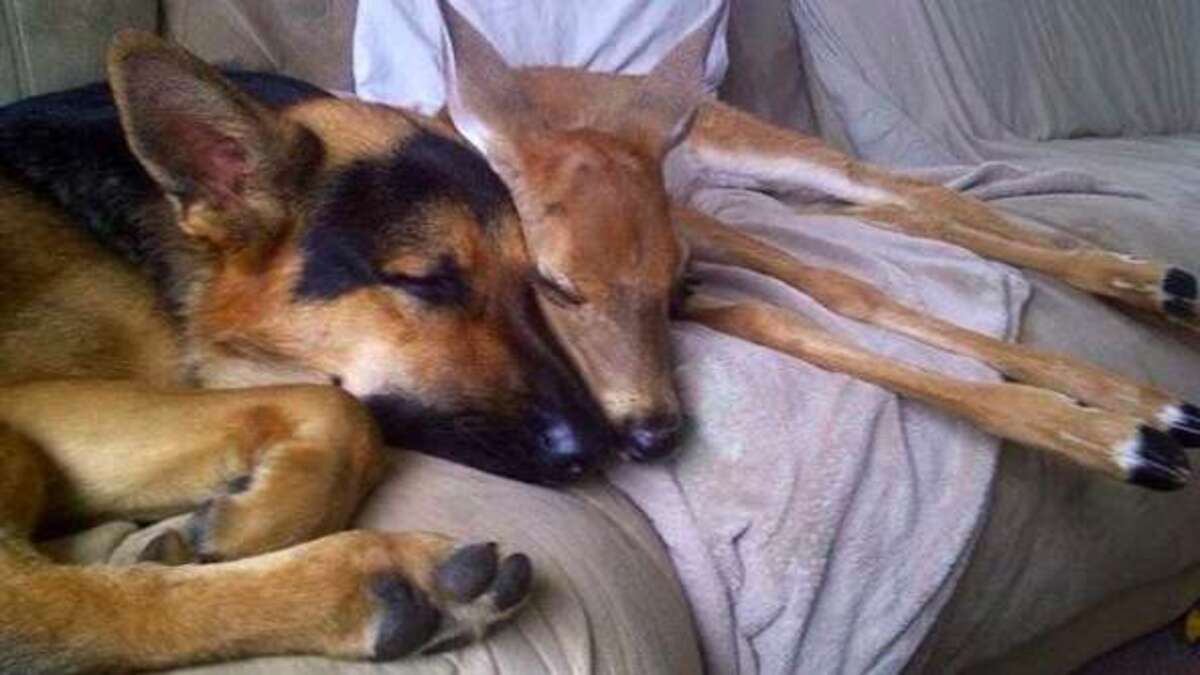 Ce chien berger allemand s'occupe de faons orphelins et devient leur père