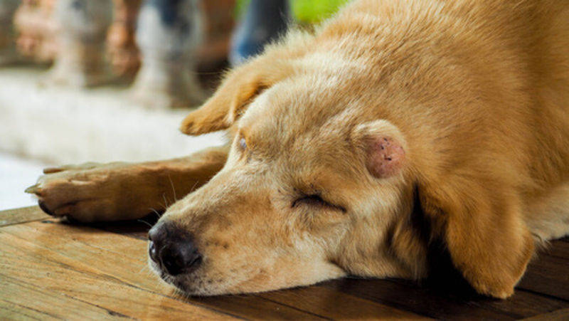 L'ostéosarcome chez le chien repérer les signes précoces et prévenir cette maladie osseuse
