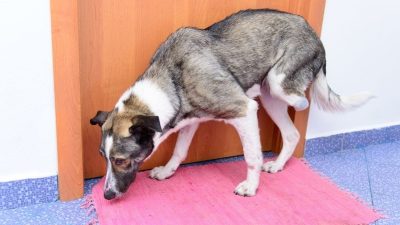 L'ostéosarcome chez le chien repérer les signes précoces et prévenir cette maladie osseuse