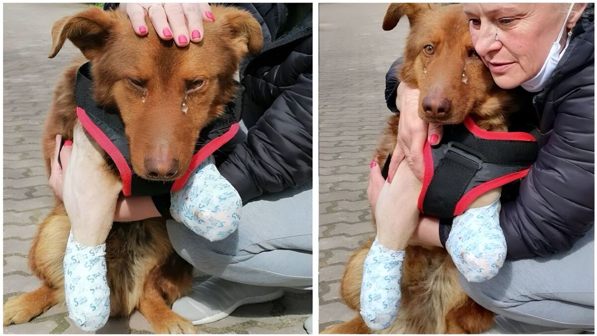 Maria, une femme qui a voyagé de nombreuses heures pour sauver un chien handicapé