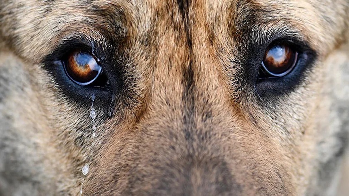 Les 5 méthodes de punition à bannir avec votre chien, voici pourquoi
