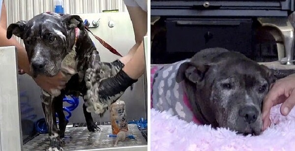 Abandonné, un chien trouve enfin 9 ans après l'amour dans ses derniers instants