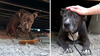 Abandonné, un chien trouve enfin 9 ans après l'amour dans ses derniers instants