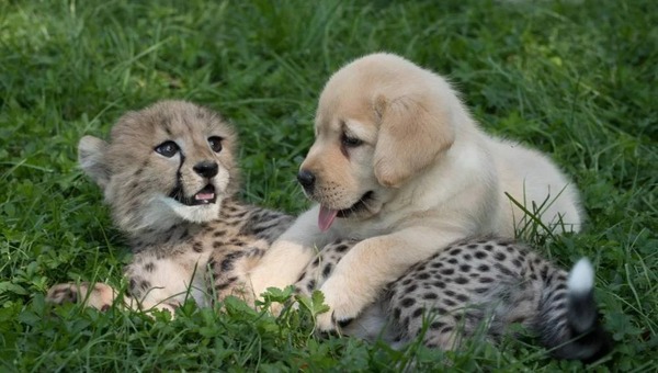 L'incroyable amitié entre un guépard et un chien, une histoire inédite