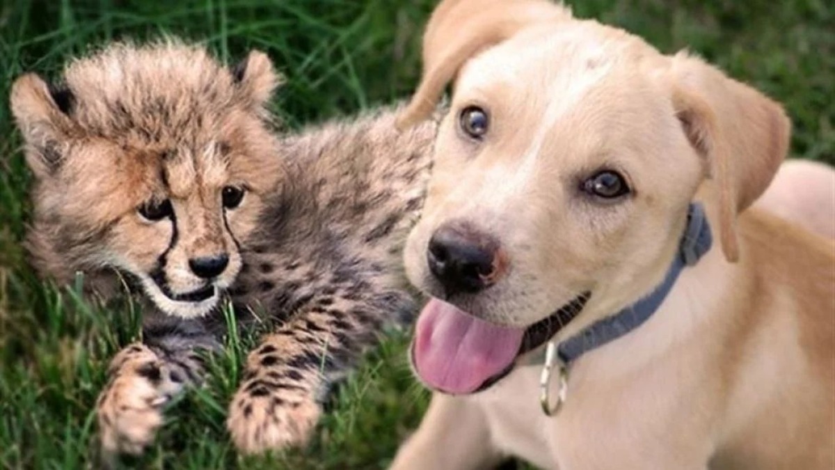 L'incroyable amitié entre un guépard et un chien, une histoire inédite