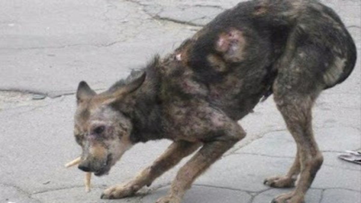 La vie de cette chienne en détresse bascule quand ce couple au grand cœur voit sa photo