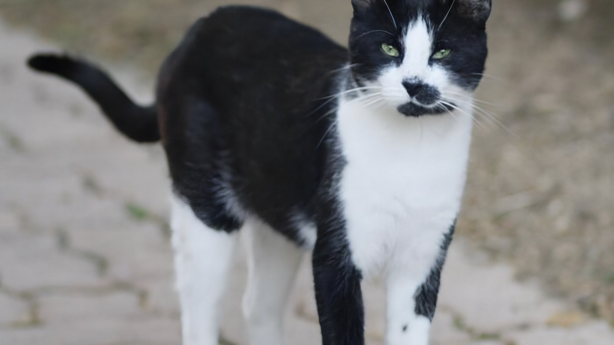 Pourquoi certains chats s'échappent et abandonnent leurs maîtres ? Les raisons expliquées