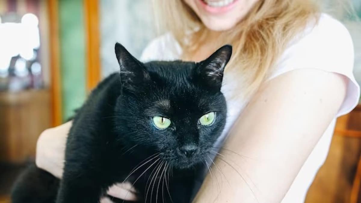 Pourquoi est-il bon d'avoir un chat noir à la maison ?