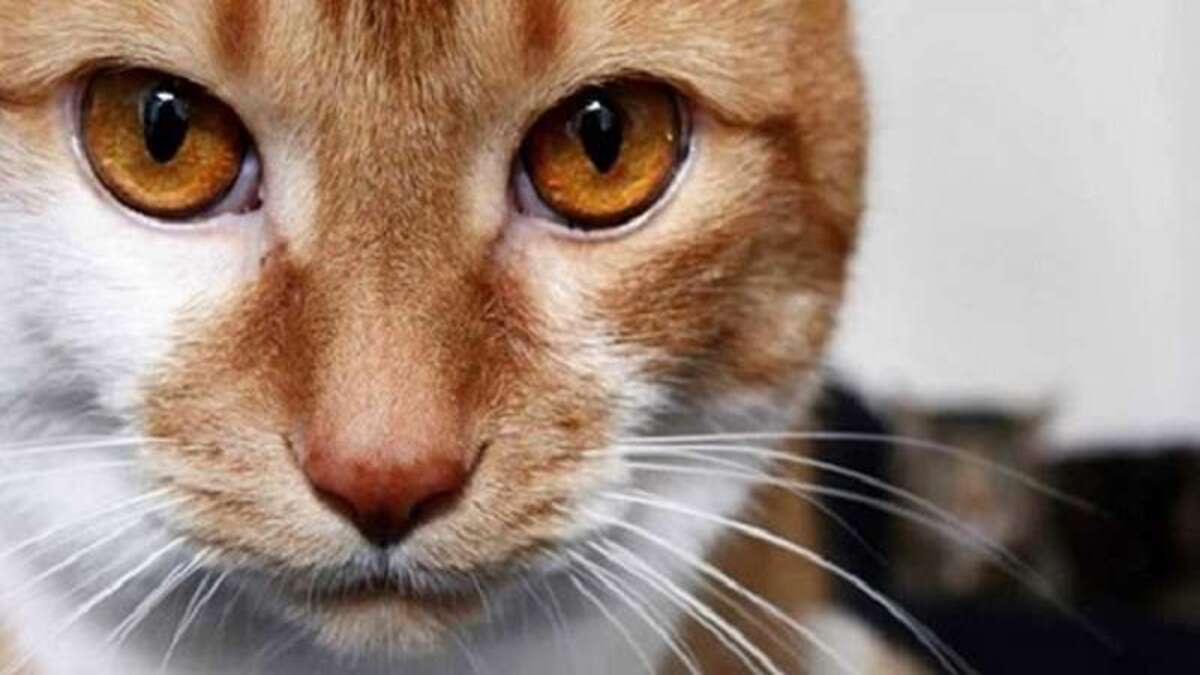 Pourquoi les chats aiment-ils tant nous regarder dans les yeux