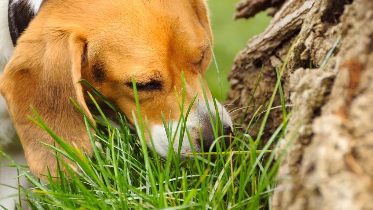 Pourquoi les chiens aiment-ils sentir l'herbe ? La réponse au mystère !