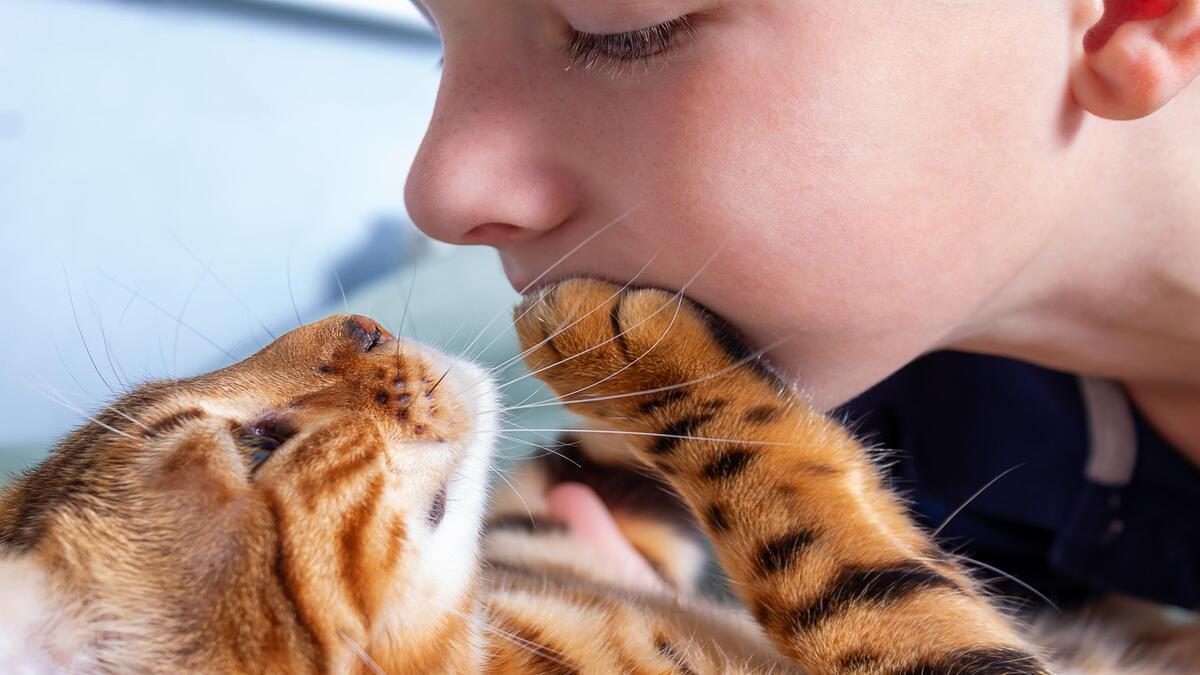 La raison pour laquelle votre chat sent votre visage