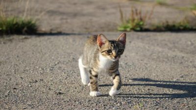Pourquoi votre chat tourne-t-il en rond autour de vous ? Les explications