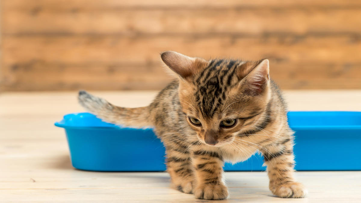 Pourquoi votre chat refuse d'utiliser sa litière ? Découvrez les raisons et les solutions