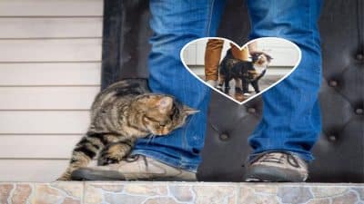 Pourquoi votre chat vous frotte-t-il les pieds ? Voici la raison