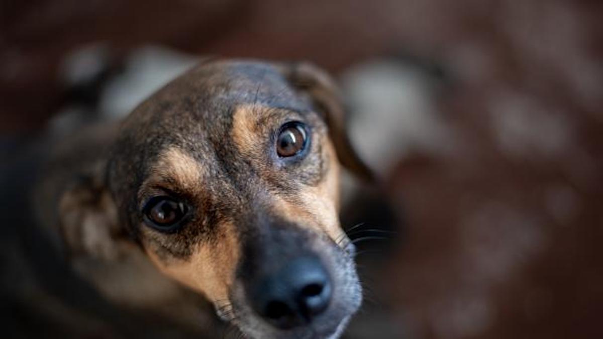 Pourquoi votre chien vous regarde-t-il avec des yeux tristes ?