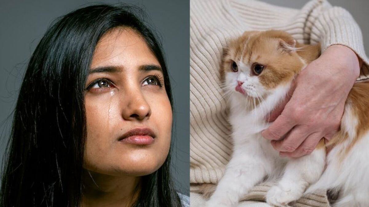 Que ressent votre chat lorsque vous pleurez Voici la réponse des scientifiques !