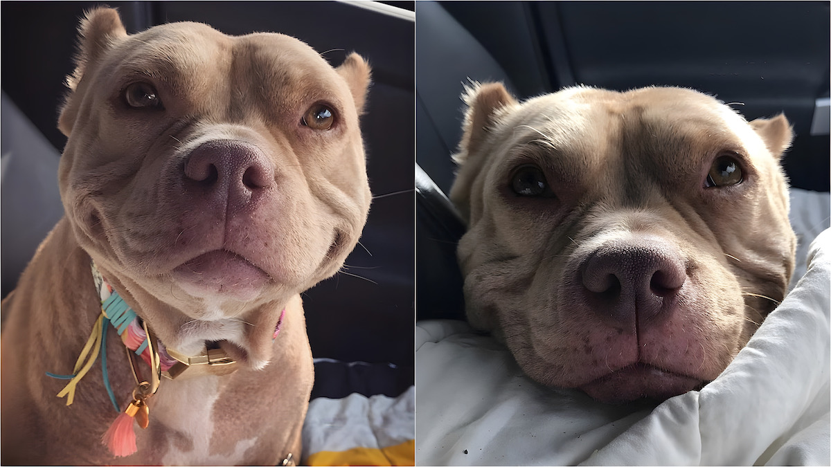 Quelle est la durée de vie d'un pitbull ?