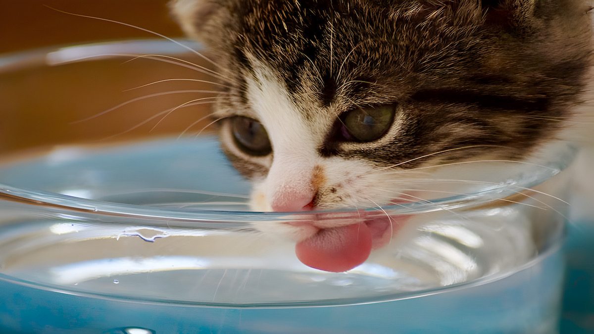 Quelle quantité d'eau un chat doit-il boire par jour ?