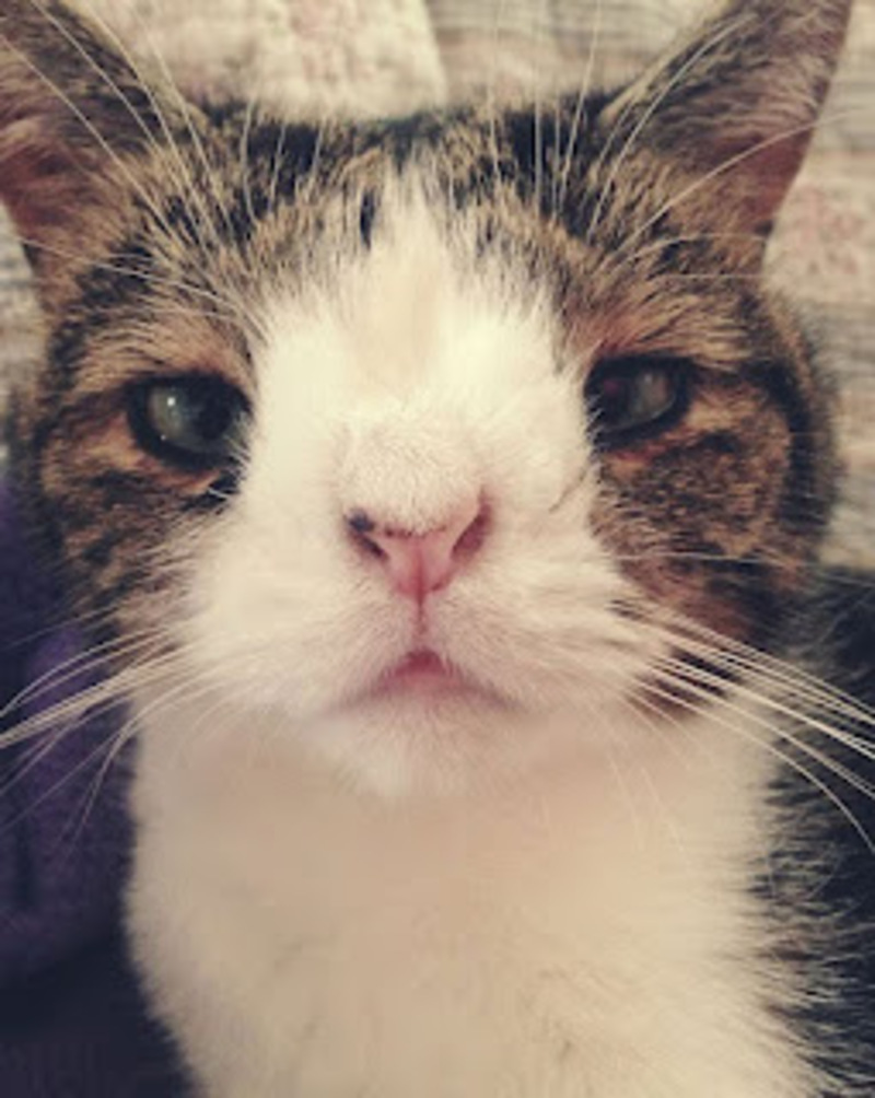 Rencontrez Monty, l'adorable chat au visage inhabituel