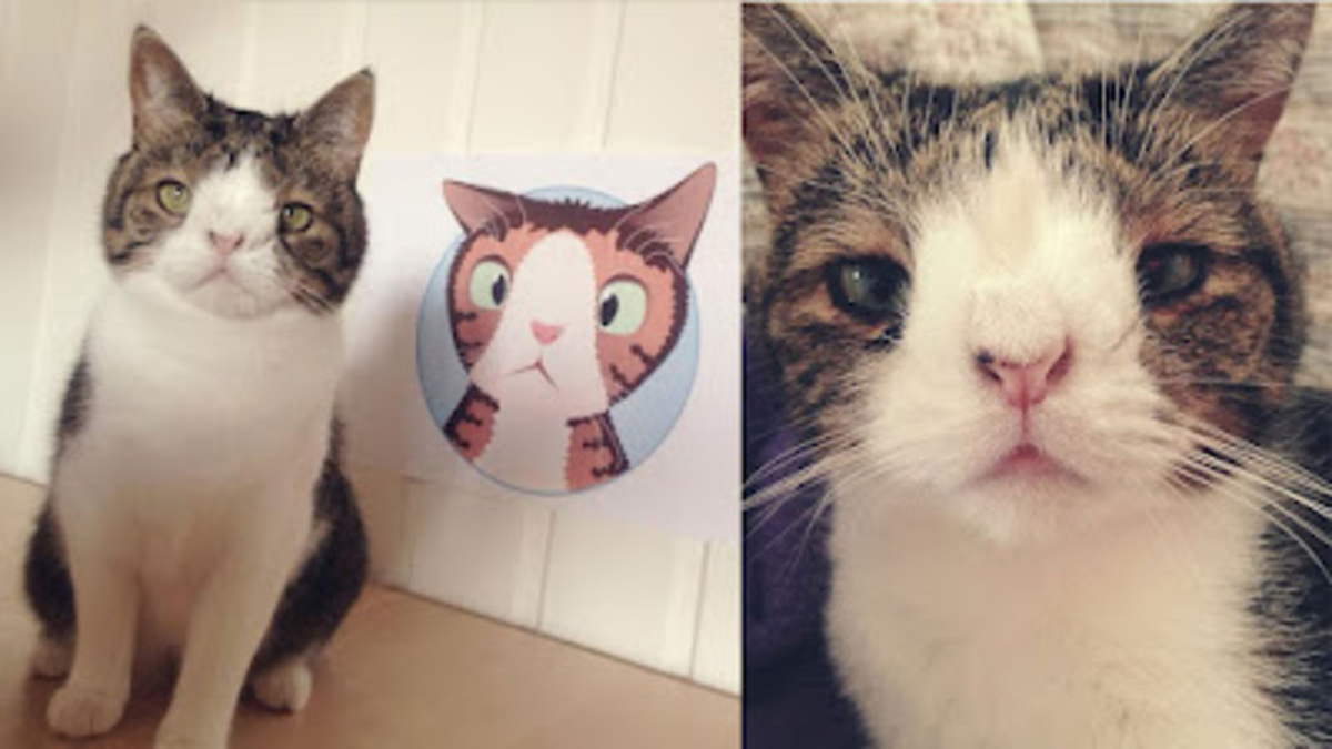 Rencontrez Monty, l'adorable chat au visage inhabituel