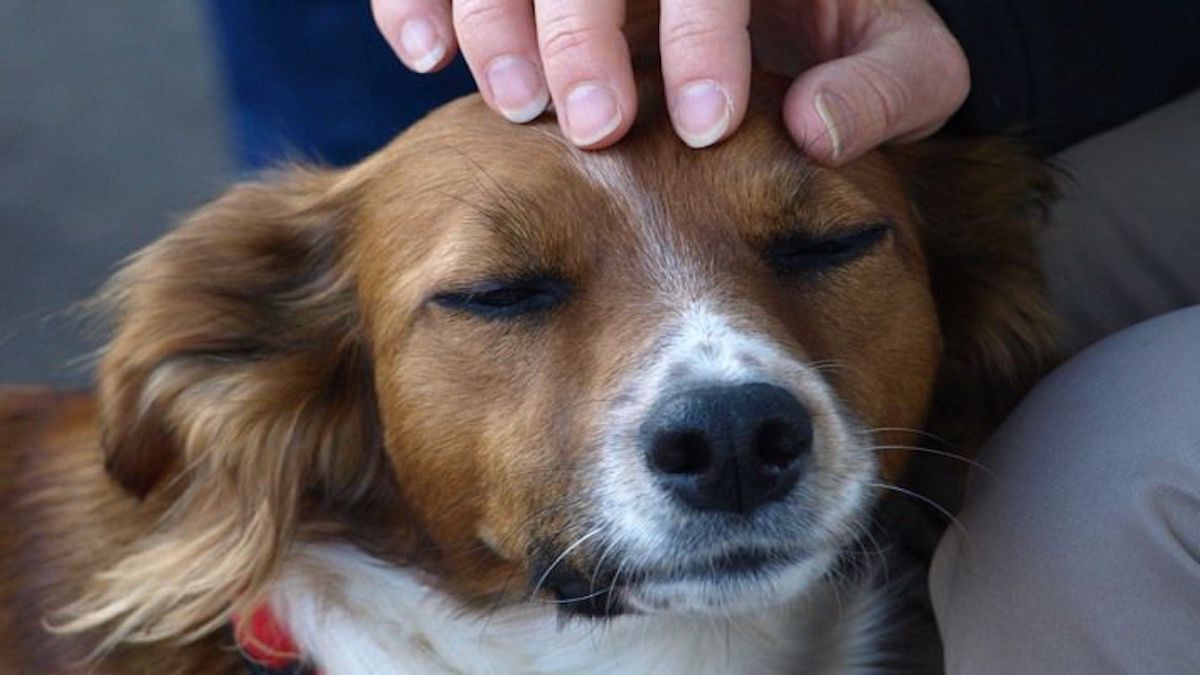 Sept avantages à caresser un chien, vous en serez étonné