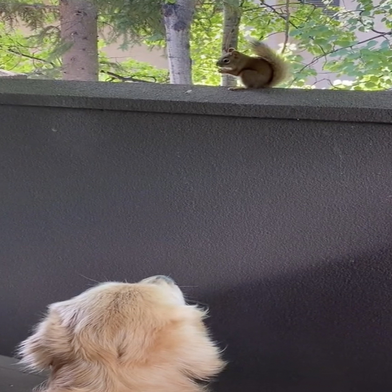 Tous les jours, ce Golden Retriever attend la visite de son écureuil préféré (vidéo)