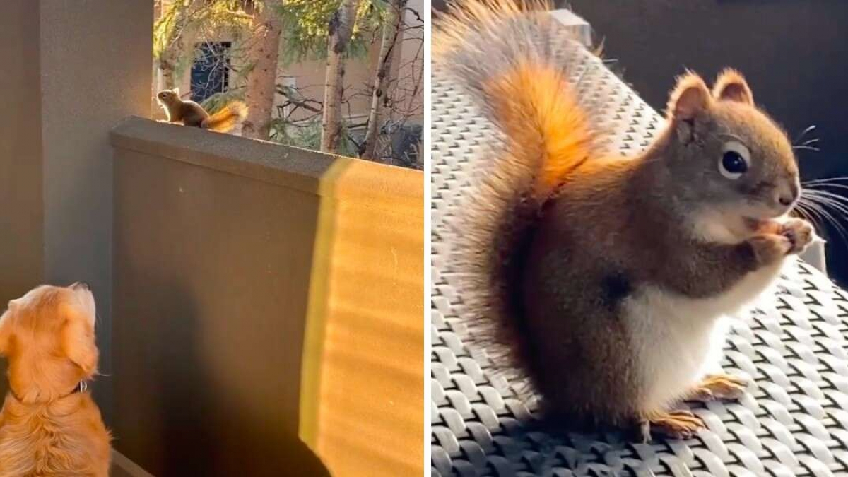 Tous les jours, ce Golden Retriever attend la visite de son écureuil préféré (vidéo)