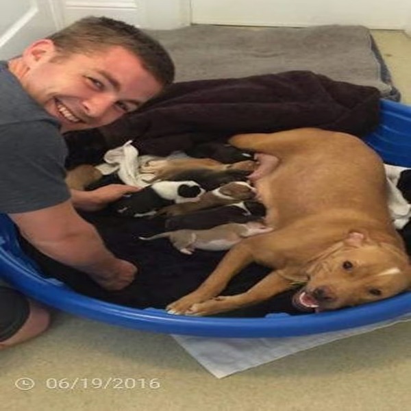 Une chienne a été abandonnée avec ses 10 chiots devant un refuge, une scène tragique