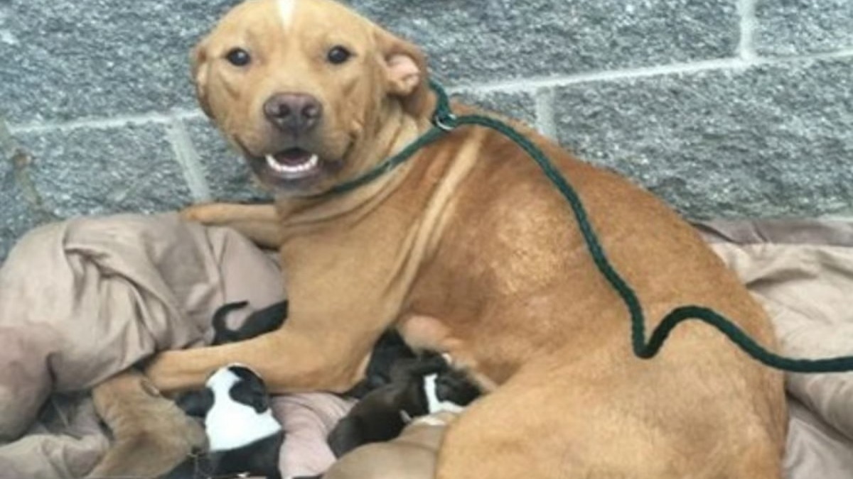 Une chienne a été abandonnée avec ses 10 chiots devant un refuge, une scène tragique